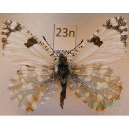 Euchloe ausonia (Hubner, 1805) France23n